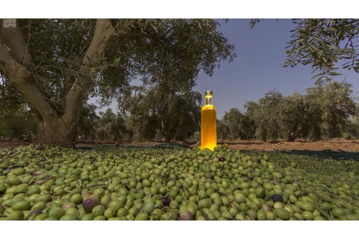 STC06995606's tweet photo. Olive Oil
#organic #evoo #olives #fruits #organicfood #freshfood #food  #extravirginoliveoil #oliveoil https://t.co/wUSCI4Sdxh