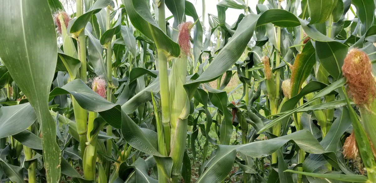 By the way, the maize you see in the pics posted within this thread are from my farm currently.Green maize will be ready in 2 weeks.If you are interested in bulk buying, link up with me.  #COVID19  #COVID19KE  #AgribusinessTalk254  #KOTLoyals