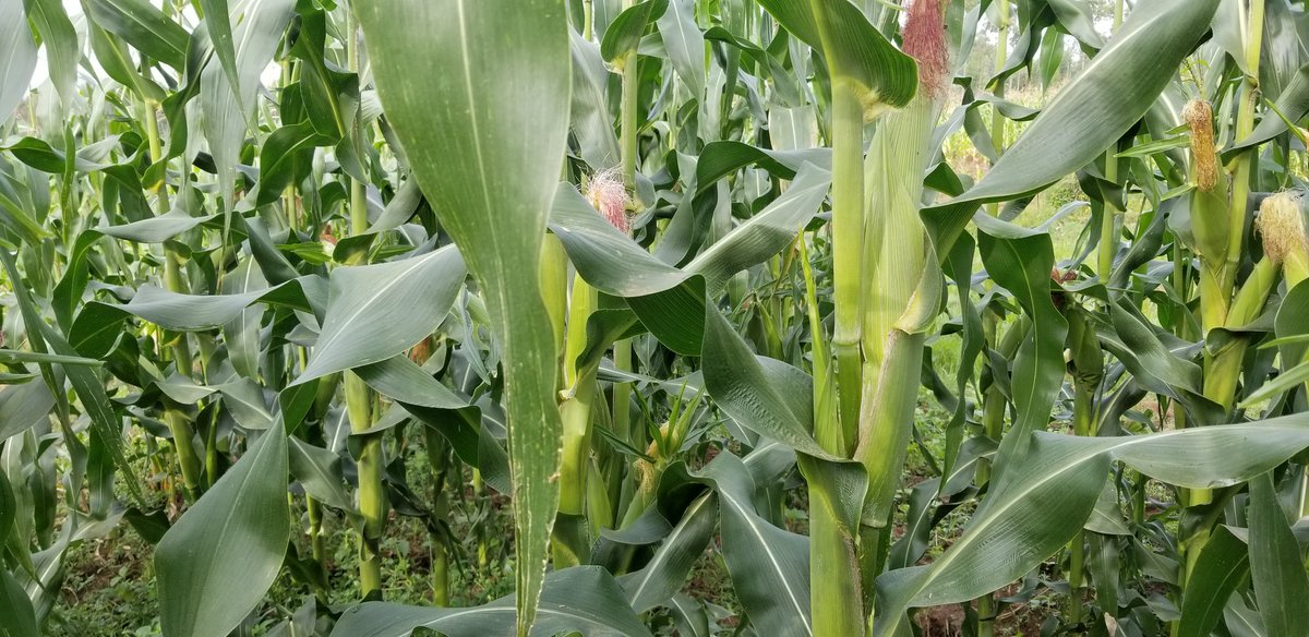 By the way, the maize you see in the pics posted within this thread are from my farm currently.Green maize will be ready in 2 weeks.If you are interested in bulk buying, link up with me.  #COVID19  #COVID19KE  #AgribusinessTalk254  #KOTLoyals