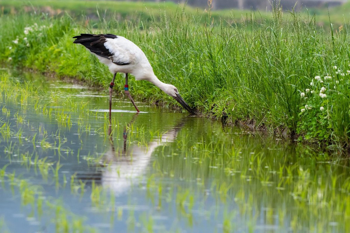 s7t73pf71's tweet photo. 今日はコウノトリを求めて東奔西走
#コウノトリ #野鳥 #bird #wildlife #d500 #j0263 #j0184 #j0051 #j0135 #j0144 #stork #orientalwhitestork https://t.co/a8O5XMVS15