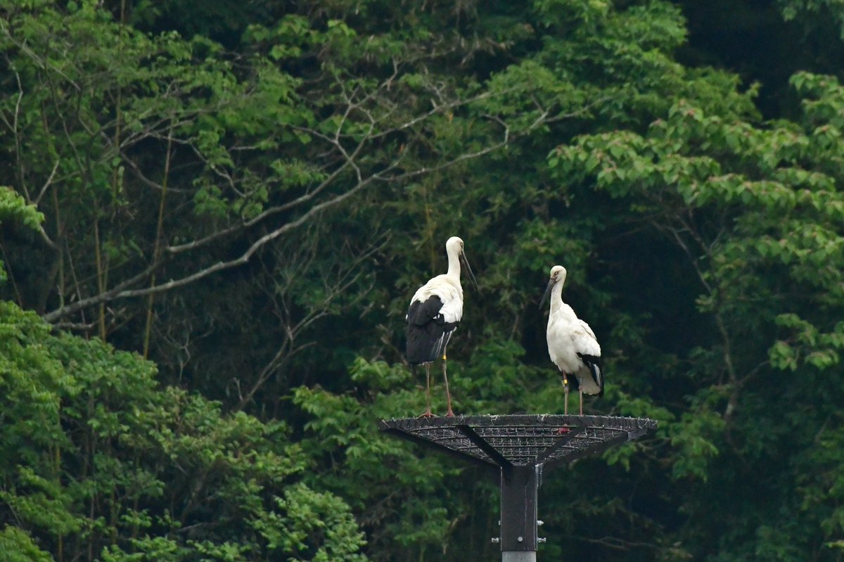 s7t73pf71's tweet photo. 今日はコウノトリを求めて東奔西走
#コウノトリ #野鳥 #bird #wildlife #d500 #j0263 #j0184 #j0051 #j0135 #j0144 #stork #orientalwhitestork https://t.co/a8O5XMVS15