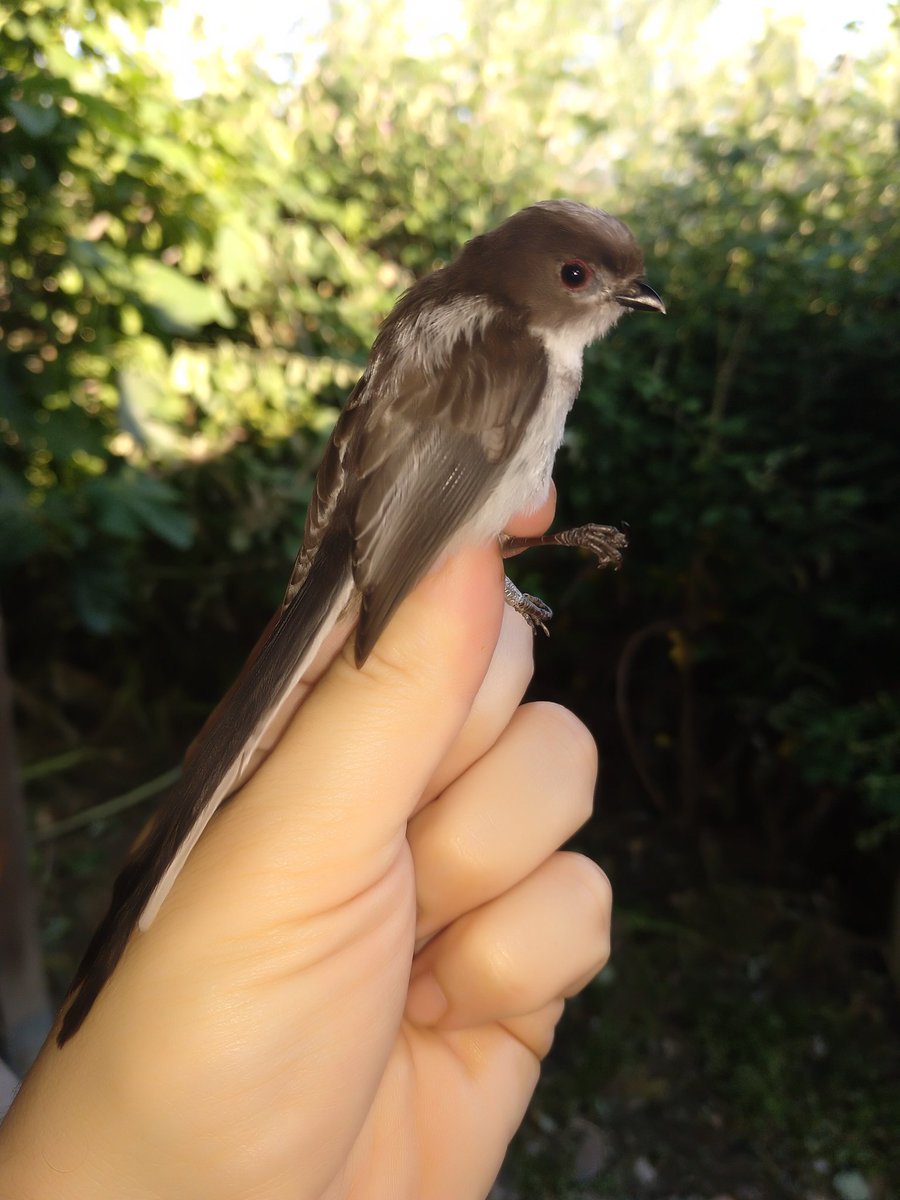 Doce semanas después reanudamos el anillamiento científico de aves en la estación de Las Minas <a href="/SEOMonticola/">SEO-Monticola</a>. Primavera esplendorosa!!