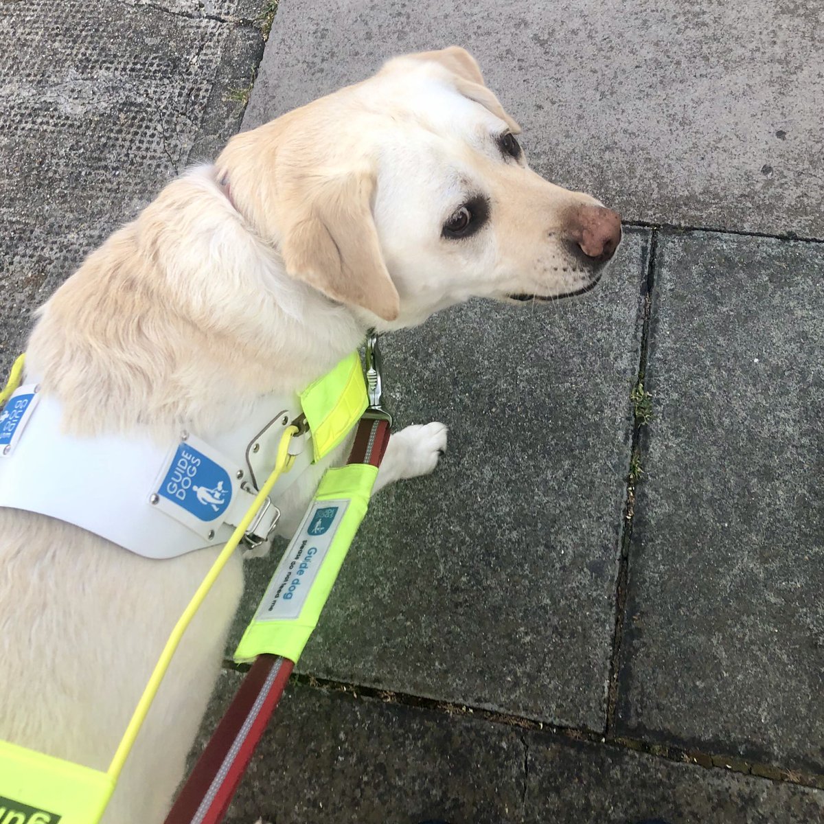 BlindDad_Uk's tweet image. I’m very sad to say that I’ve decided not to take @Kika_GuideDog out alone anymore.

In the last week so many people haven’t bothered moving &amp;amp; instead brush past me. The pavements are now too busy for us to maintain social distancing.

One step back for independence.
#COVID__19