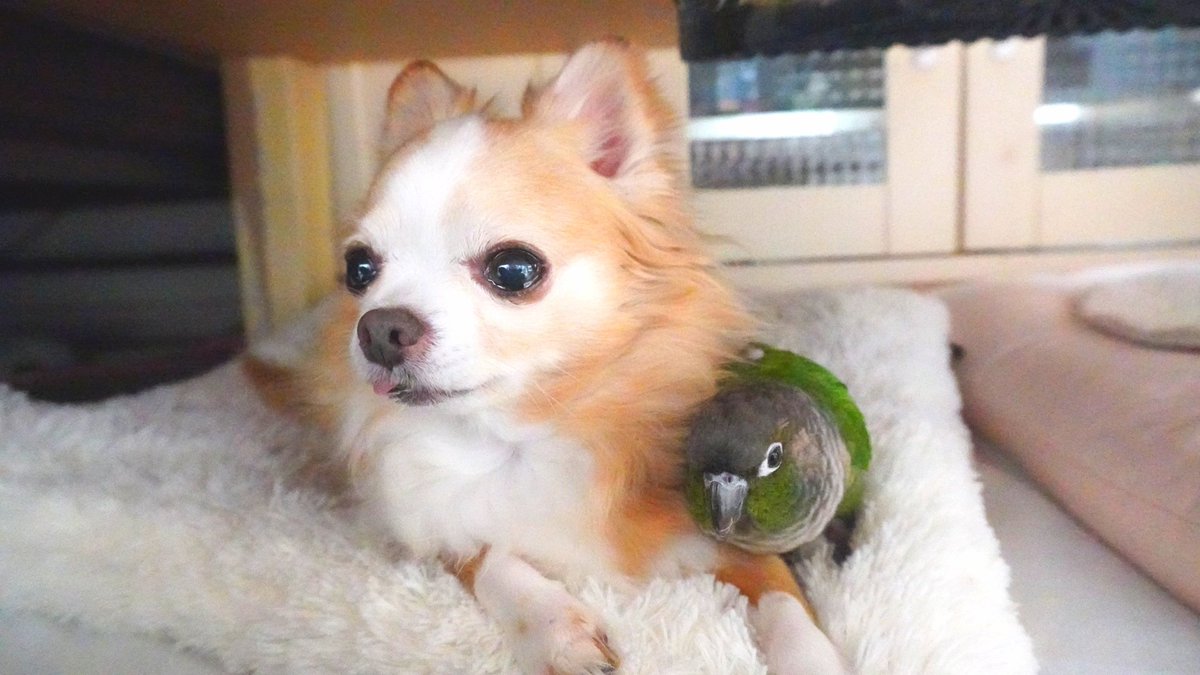 犬とインコ Hashtag Pa Twitter