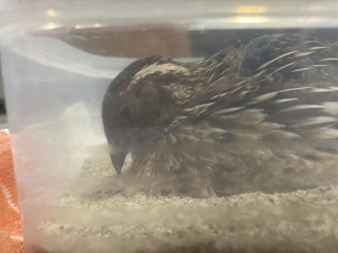 うずらのtwitterイラスト検索結果 古い順