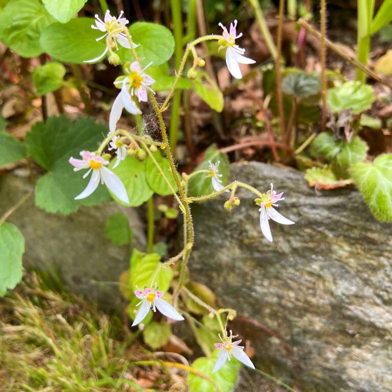 Saxifraga stolonifera minuscoli fiori bianchi da guardare con una lente d’ingrandimento bellezza semplicità foglie vellutate cresciuta tra la menta #saxifragastolonifera #wildplant #mygarden #wildlife #microflora #gardening #mountain #altavalsassina #lagodicomo #naturepassion
