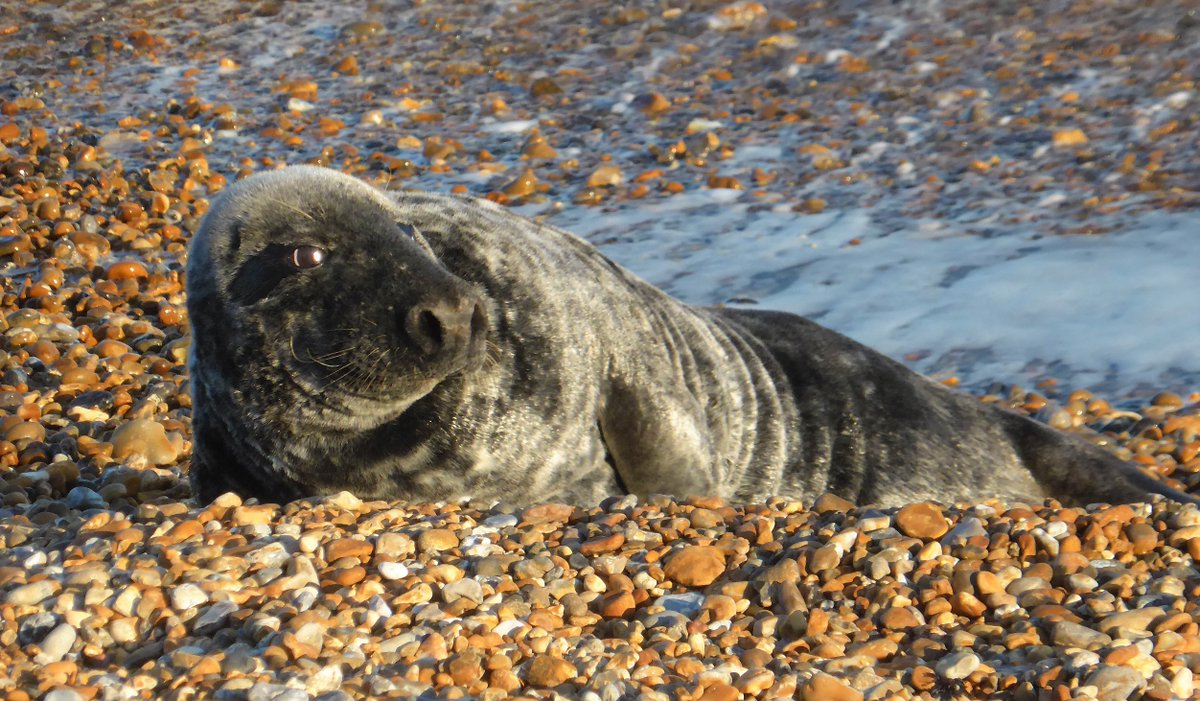 We cordoned this seal last night to prevent him being disturbed, we are aware he's back this morning.
Please leave him alone and keep your distance.
Keep dogs and children away - he is a wild animal who can bite
British Divers Marine Life Rescue will be out to protect him today.