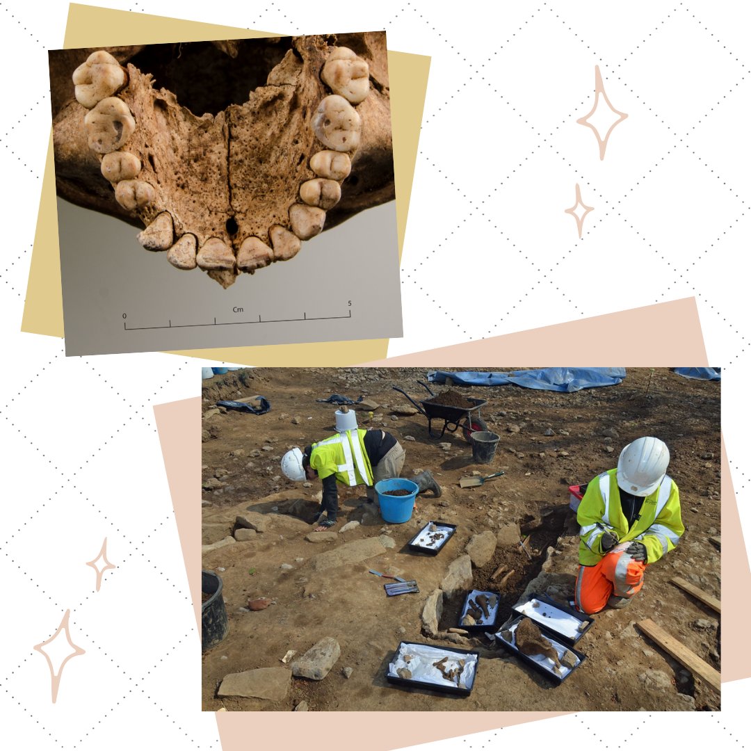 CUBALab's tweet photo. #StudentSpotlightSunday ft PhD student Ciara Butler! Ciara is exploring kin-structured burial in Early Medieval Wales using biodistance analysis to assess genetic affinity, with spatial analysis of grave location and type, to identify family groups within cemeteries. #CUarch100 https://t.co/66epeolDYu