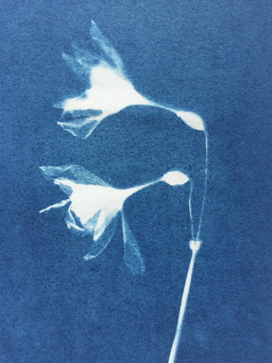 LucyJaneWheeler's tweet photo. Taking advantage of the sunshine ☀️ cyanotype print using a pressed daffodil from my garden. 💙 Inspired by Anna Atkins cyanotypes #mygarden #cyanotype #print #shetlandgarden #sunography #sunlight #photography #plants #botany #annaatkins #cyan #blue #garden #blueprints #botanical https://t.co/NMGJvQSqwx