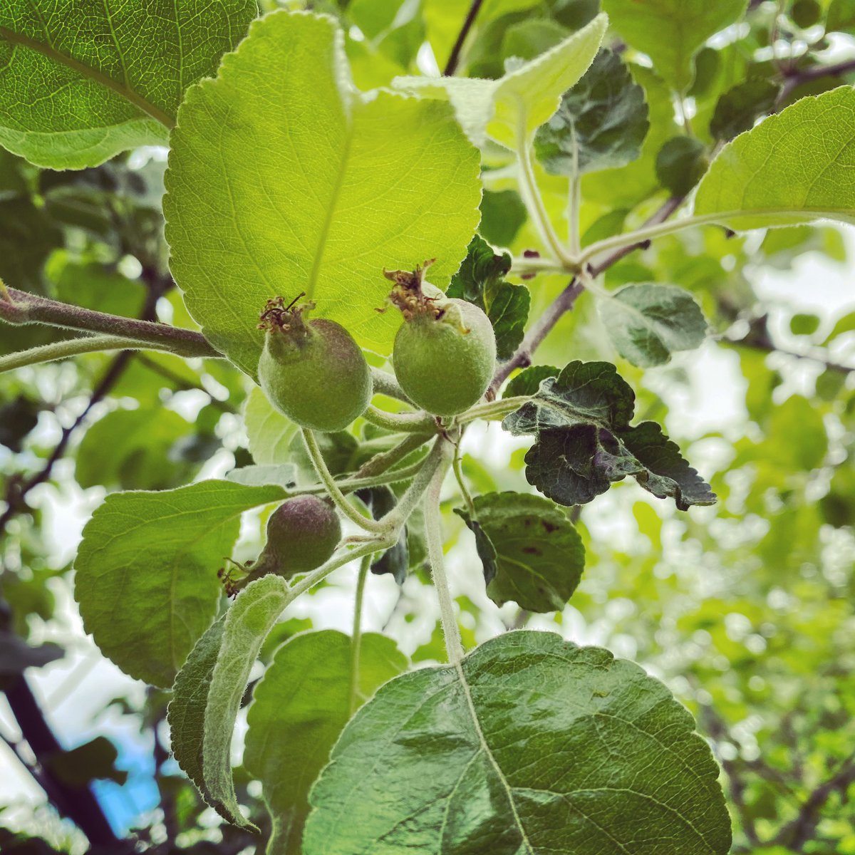 Grow, grow little #apples. #ciderinprogress #applegrowing #appletree #cider