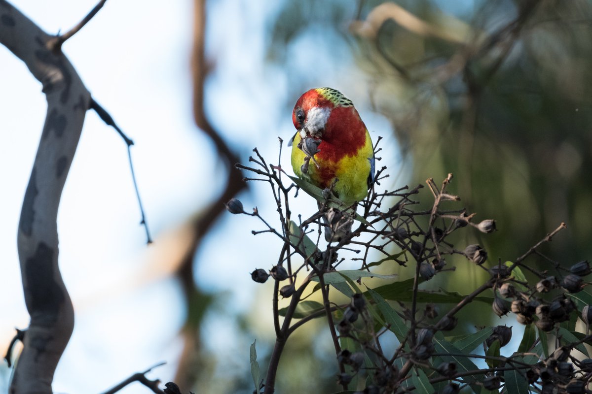 Saw these beautiful Eastern Rosellas in Wattle Park (VIC) yesterday morning.

I took my new super telephoto lens out for a spin and managed to capture these shots.

@ParrotOfTheDay #WorldParrotDay