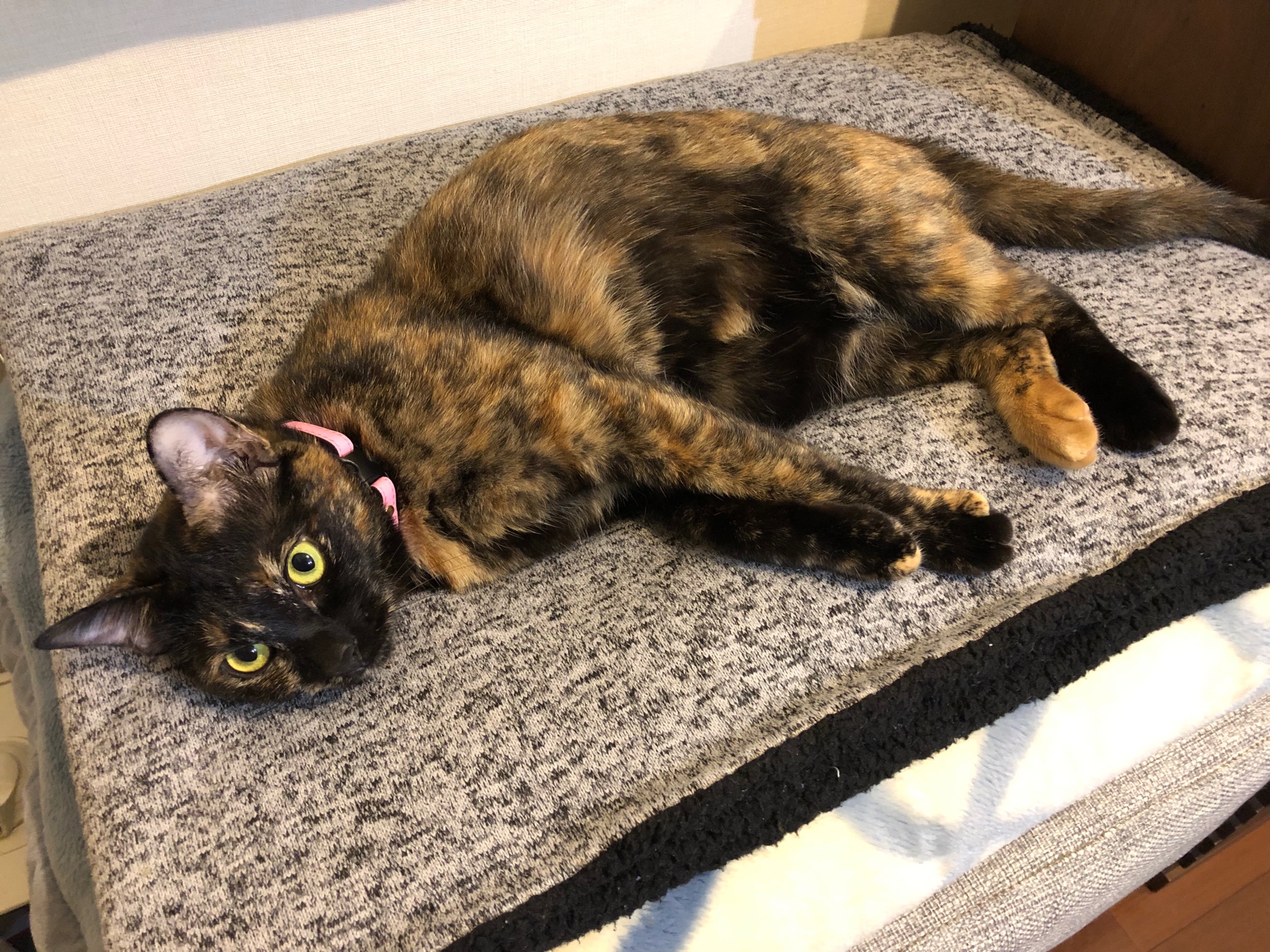 猫餃子 サビ猫の柄が汚いとか人気ないとか世の中どうかしてるぜ 見よこのワイルドかつゴージャスな毛並みを この 構ってにゃん な上目遣いを 31日はサビ猫の日 サビ猫はいいぞ サビ猫 T Co J0jabbuqrs Twitter 猫餃子 サビ猫の柄が汚いとか人気ないとか世の中どうかしてるぜ 見よこのワイルドかつゴージャスな毛並みを この 構ってにゃん な上目遣いを 31日はサビ猫の日 サビ猫はいいぞ サビ猫 T Co J0jabbuqrs Twitter