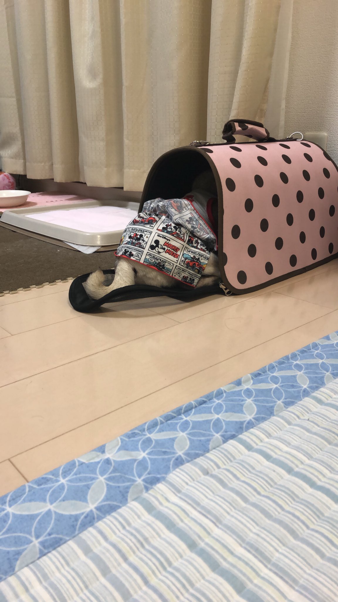 笹次ユウタ Pineなんば Yuta334 Twitter