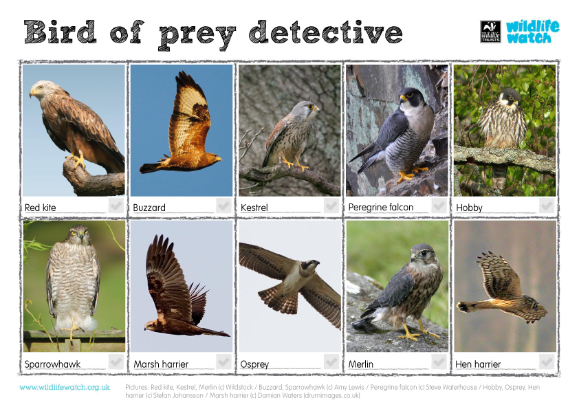 Identify birds of prey  Northumberland Wildlife Trust