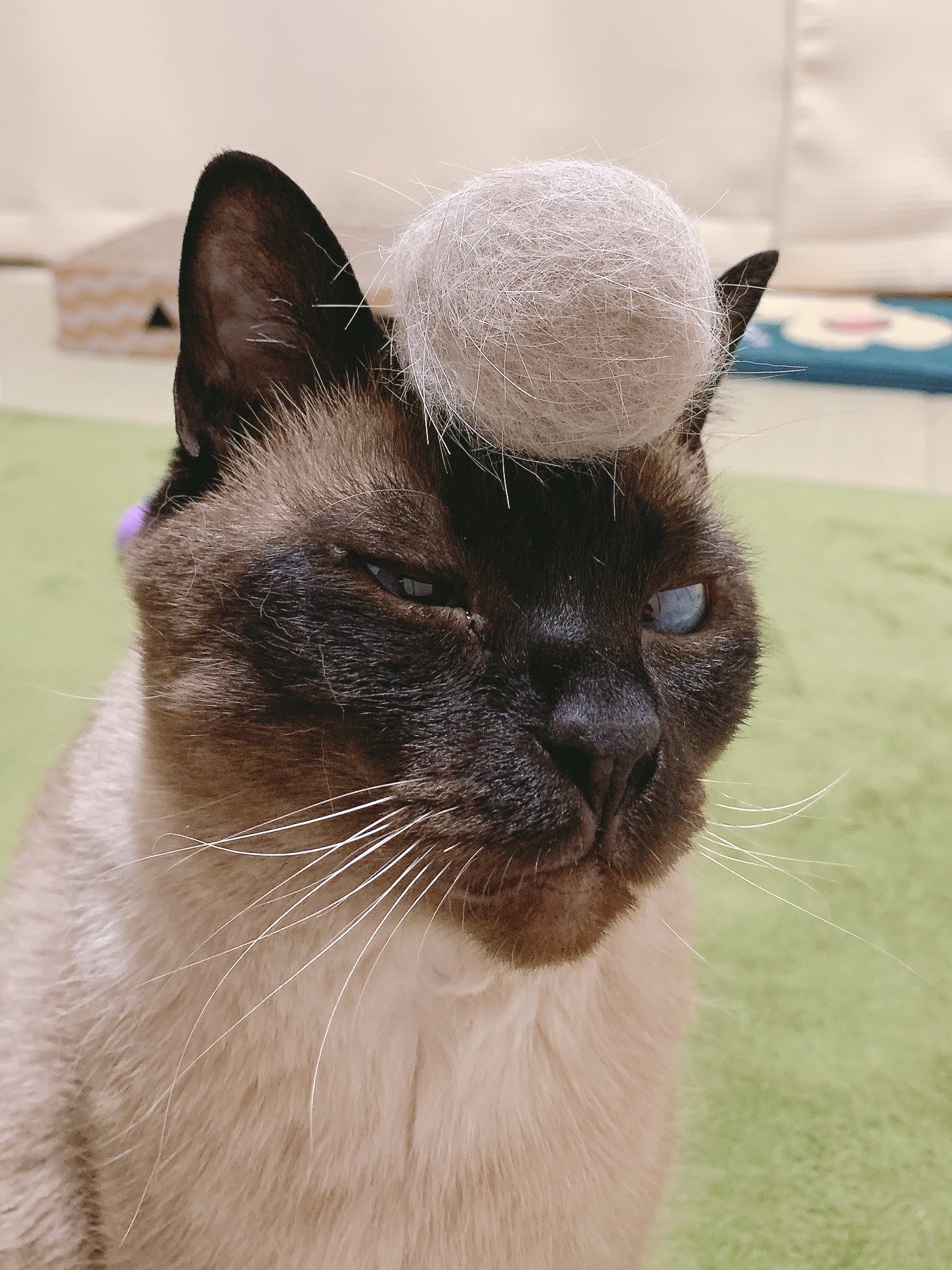 のべ子 シャム猫あずきさん オシャレヘア のべ子 シャム猫あずきさん オシャレヘア