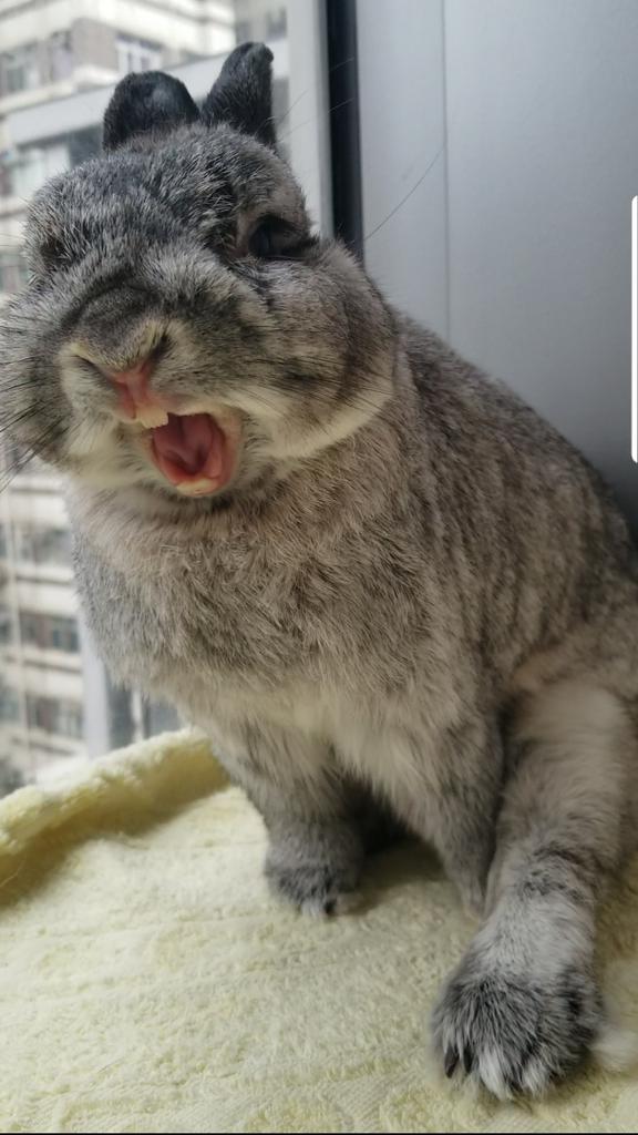 #bunny #rabbit #netherlanddwarfrabbit #dwarfrabbit #rabbityawn #bunnyyawn #yawn #CutenessOverload #cute #CuteRabbit