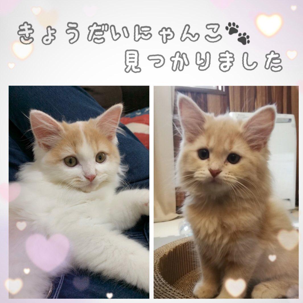 hapi_724's tweet photo. 嬉しいご報告です😽🎉

はぴと一緒に産まれ育った
お姉ちゃん🐈が見つかりました！

モカちゃん(@penmoca さん)です💞

とっても美人さん✨
さすが姉弟、似てるなぁと思います。

こうして繋がれた事に感謝です🙏
他の子達も元気にしてるかなぁ...♥

#猫好きさんと繋がりたい https://t.co/FI7Ih1fUuD