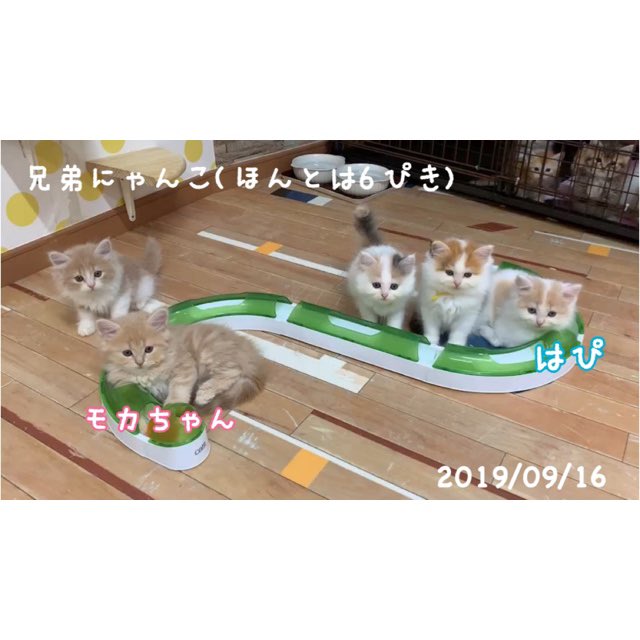 hapi_724's tweet photo. 嬉しいご報告です😽🎉

はぴと一緒に産まれ育った
お姉ちゃん🐈が見つかりました！

モカちゃん(@penmoca さん)です💞

とっても美人さん✨
さすが姉弟、似てるなぁと思います。

こうして繋がれた事に感謝です🙏
他の子達も元気にしてるかなぁ...♥

#猫好きさんと繋がりたい https://t.co/FI7Ih1fUuD