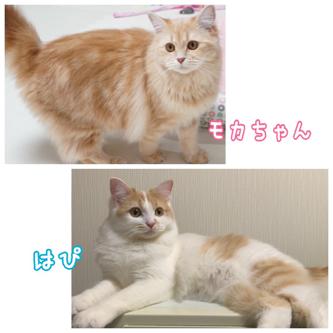 hapi_724's tweet photo. 嬉しいご報告です😽🎉

はぴと一緒に産まれ育った
お姉ちゃん🐈が見つかりました！

モカちゃん(@penmoca さん)です💞

とっても美人さん✨
さすが姉弟、似てるなぁと思います。

こうして繋がれた事に感謝です🙏
他の子達も元気にしてるかなぁ...♥

#猫好きさんと繋がりたい https://t.co/FI7Ih1fUuD