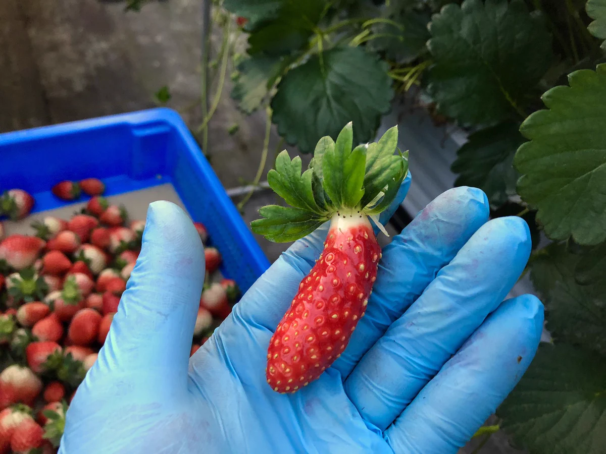 本当にそっくり！www自分のことをキュウリだと思い込んでいるイチゴが見つかるwww