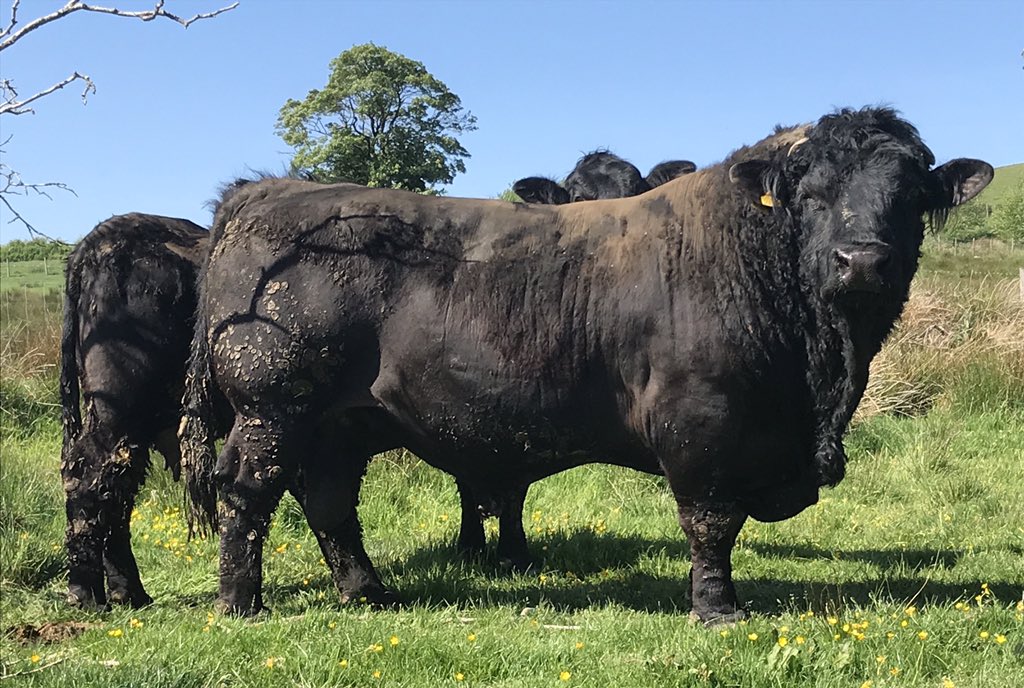 Bodig Cai 50fed yn mwynhau yr haul , newydd gael ei ollwng allan heb gael tamed o ddwysfwyd trwy’r gaeaf!! Ymddwyn ac edrych fel tarw blwydd yn hytrach na tarw deuddeg oed!