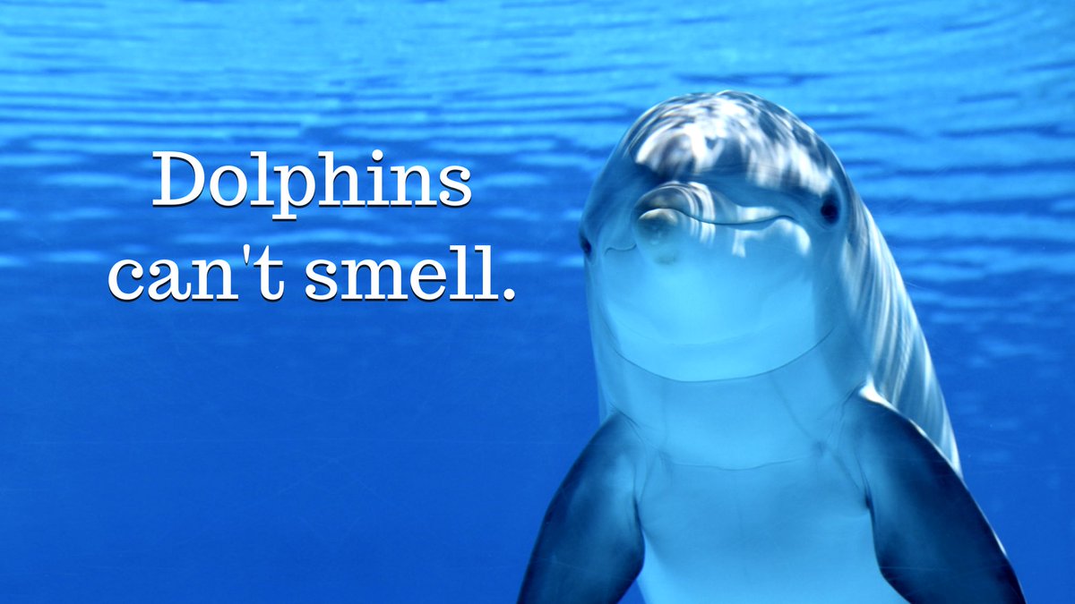 #dolphins #smell #mammal #sealife