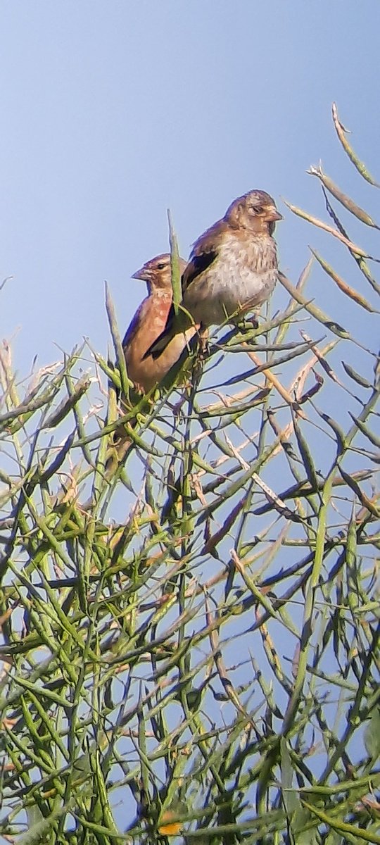 CentLeftJenko's tweet photo. Cracking morning at Whitemoor Haye, Staffs - calling Cuckoo, Yellowhammer, Whitethroat, Linnet, Yellow Wag, Lapwing, Skylark, Reed Bunting, Willow Warbler, Shellduck, LRP. @Staffsbirdnews #WhitemoorHaye #FarmlandBirding #FriendlyFarming https://t.co/dxFaXfONoW