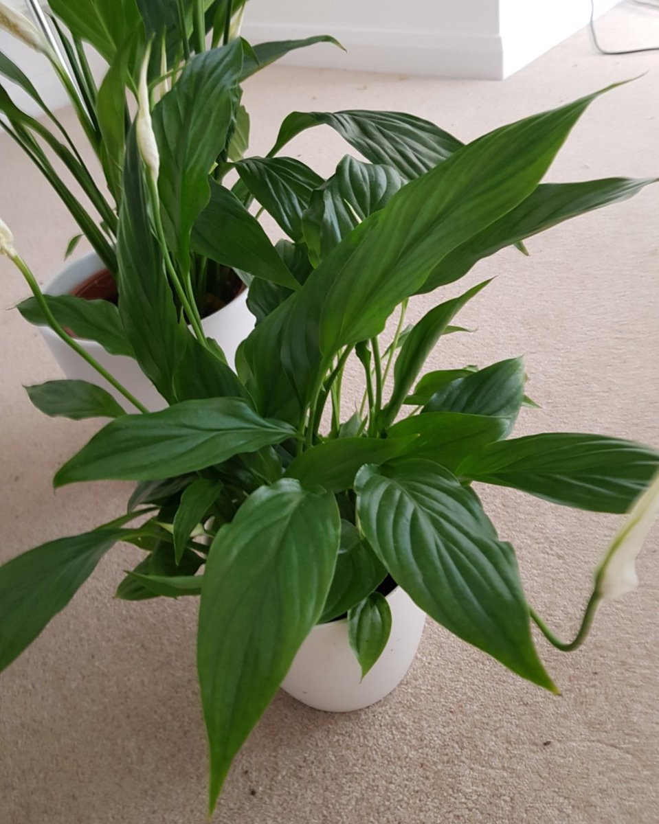 A1LondonLady's tweet image. With a Little Love #Pippa (peace lilley) is back to good health.
Few days ago she flopped. I panicked, moved her into a bit of shade next to another larger Peace Lilley to &amp;amp; this zsunday morning she's perked up #loveplants #lovepatch  @patch_plants