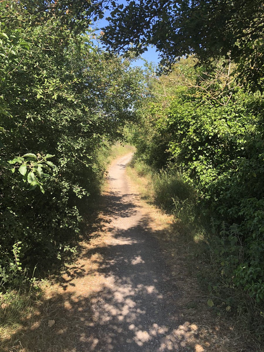 islandish's tweet image. First long cycle ride of the year - heard a cuckoo, saw a tiny lizard, nearly fell off three times ...