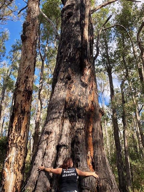 waforests's tweet photo. Thanks to community vigilance and action, the majority of the forest we were fighting for in #Dalgarup 0118 (5) #jarrah forest in #SWAustralia is being protected from logging. One more step toward stopping native forest logging. #forestforclimate #forestforlife https://t.co/0fkYob7Nme