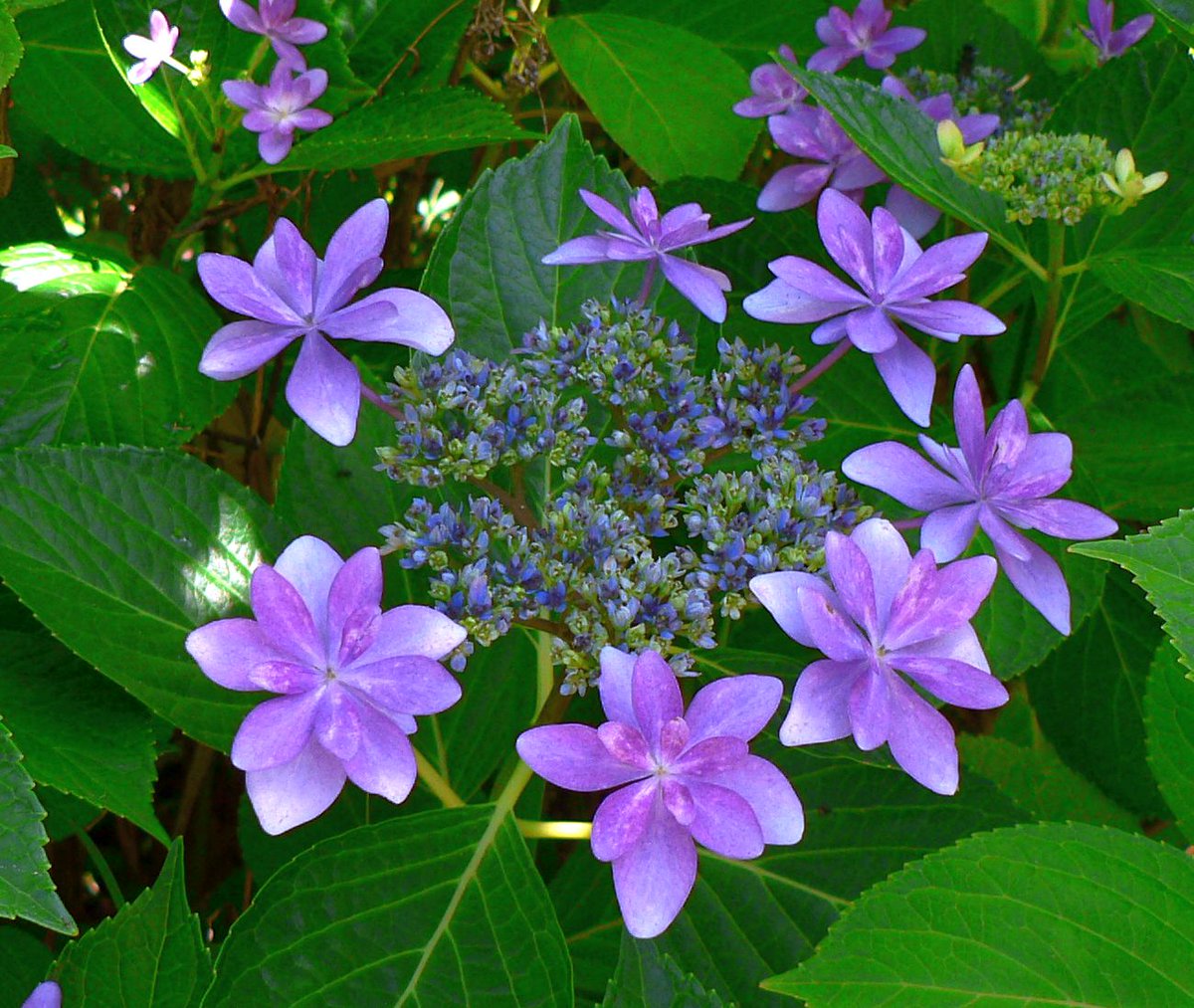 こころんグリーン בטוויטר 近所のお宅の庭に ガクアジサイが咲いていました 紫の大きな額が小さな花の周りに並んでいます ガクアジサイはホン アジサイの原種といわれています ガクアジサイ 紫 額 ホンアジサイ 原種 園芸 ガーデニング 熊本市南区 熊本