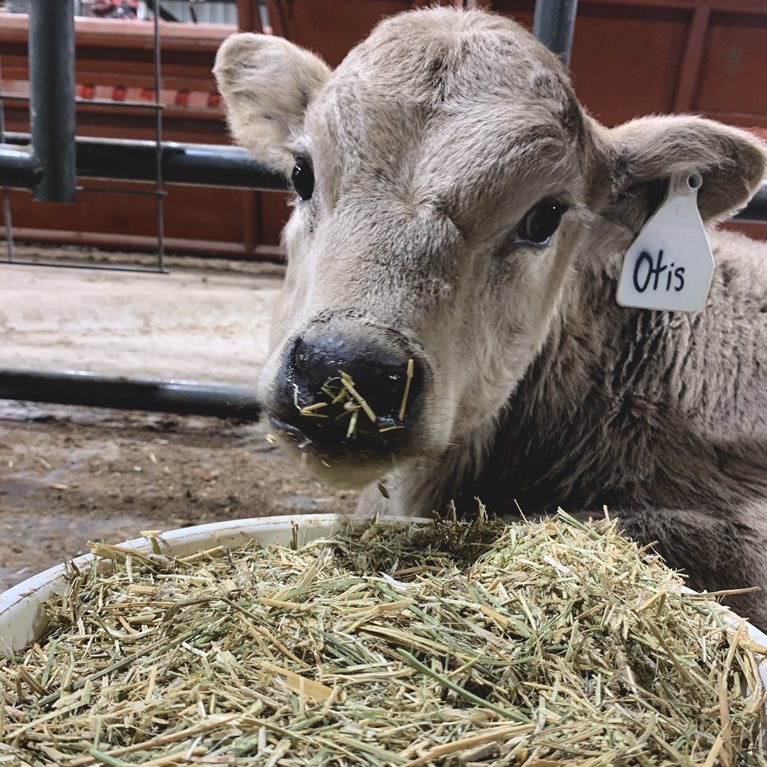 CowoftheDay1's tweet photo. 📅 31st May 2020
🐮 Otis
🏷 @arianarcst 
💕 #animaloftheday https://t.co/VUsP2N69OX