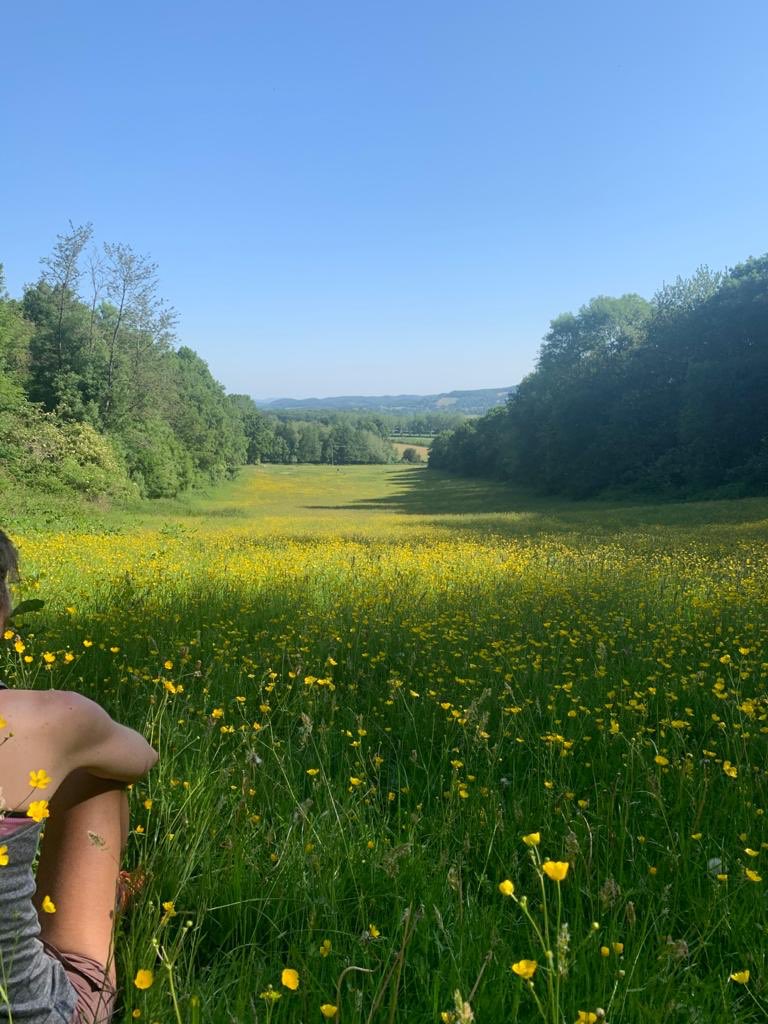 EmmaCla68361238's tweet photo. If this field isn’t called ‘Buttercup Meadow’, it should be. Beautiful! @CharlotteAnd79 https://t.co/UR5pLQQLyg