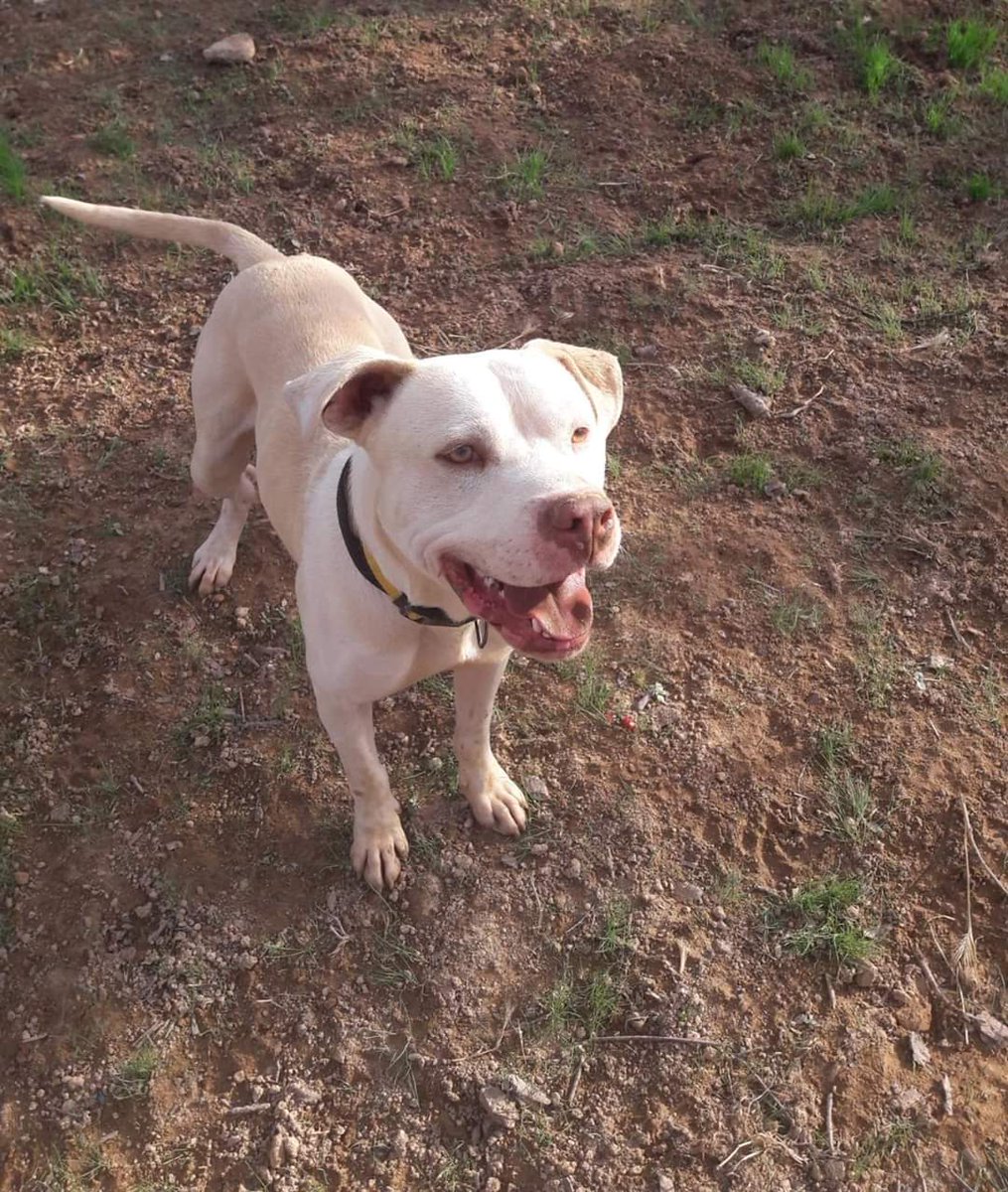 Procuas Sevilla tweet media