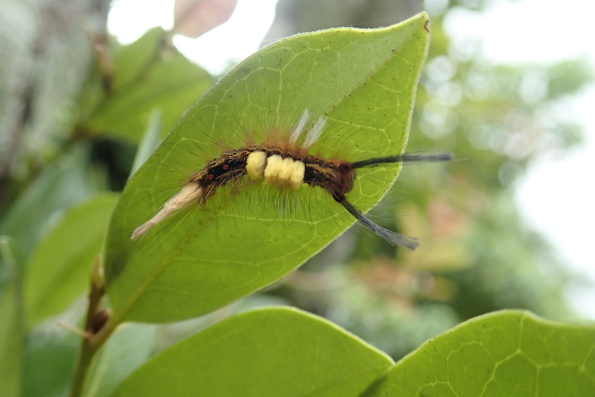 氏家聡 近くの公園にいた毛虫 一枚目はヒメシロモンドクガかと思う 二枚目はヤマンギ クヌギカレハ と思ったんだけど 前後に触覚みたいに長い毛が 誰だろう どなたか教えて 因みに一枚目は3cm程 二枚目は12cm程 蛾 幼虫 毛虫 ヒメシロモン