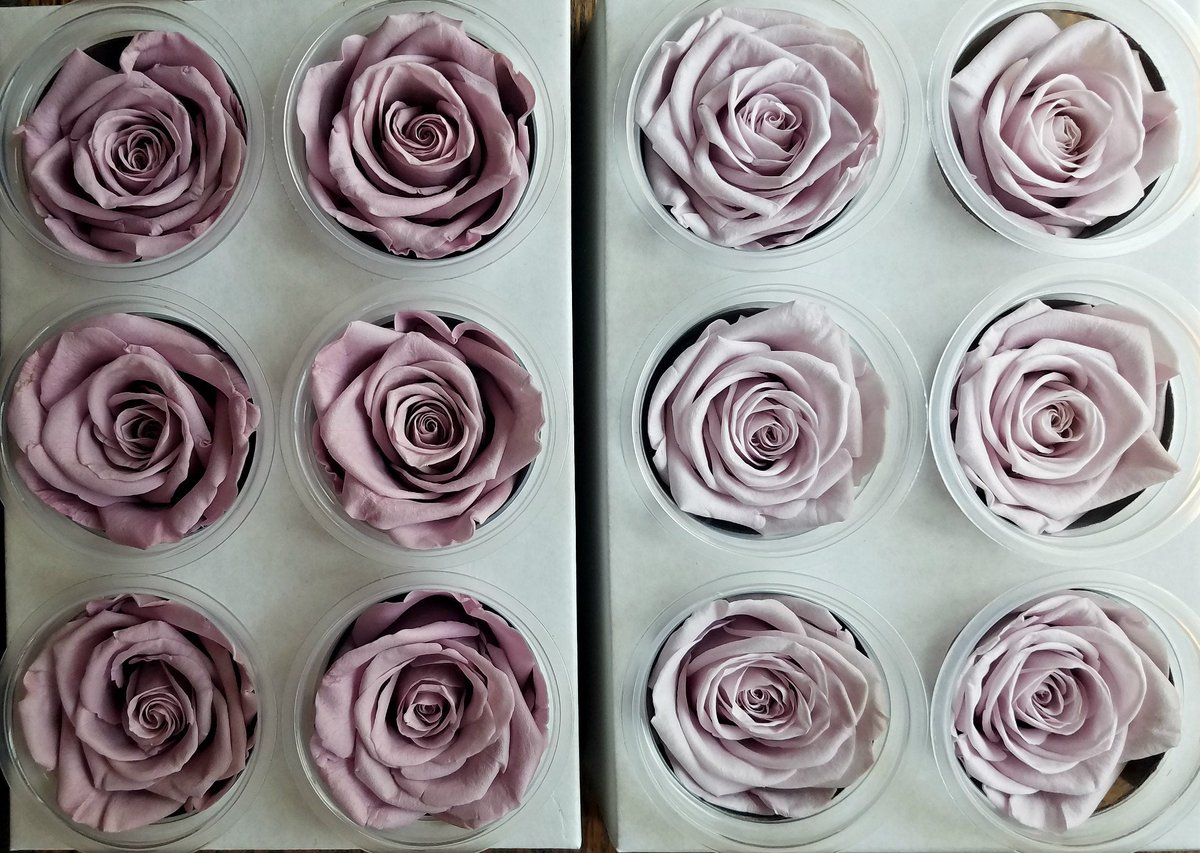 endlessblossoms's tweet photo. Excited to share the latest addition to my #etsy shop: Preserved roses https://t.co/dO7b1gmGBT #wedding #valentinesday #pink #preservedflower #rose6pack #diyroses #preservedrosesale #foreverroses #preservedroses https://t.co/598ZZJMGXf
