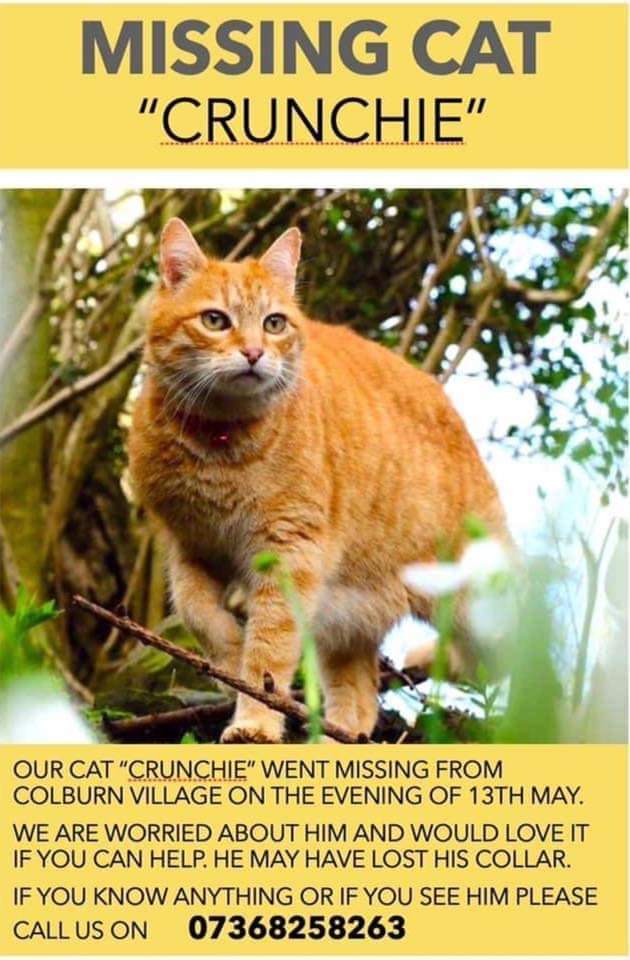 Handsome male #GingerTabby boy, Crunchie went #Missing on the 13/05/20 from #ColburnVillage #CatterickGarrison #DL9 area.. His family are very concerned about him and are asking people, to keep a look out for him. Please check locked sheds, garages and other outbuildings
#lostcat