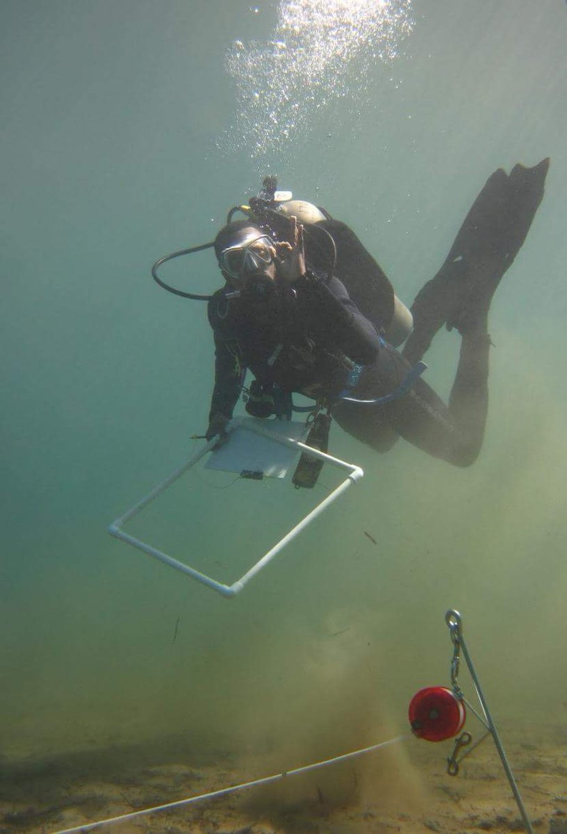 Molgulid Maestro tweet media