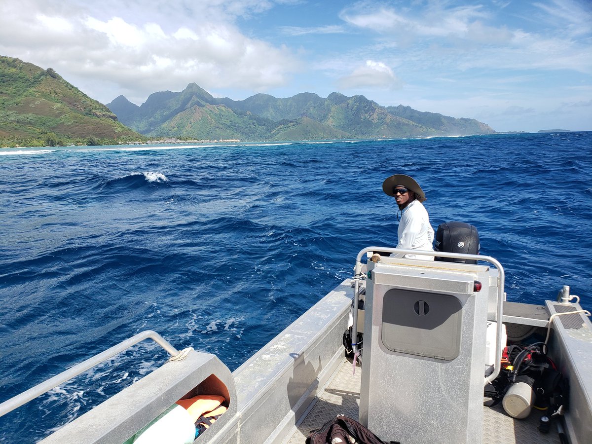 Molgulid Maestro tweet media