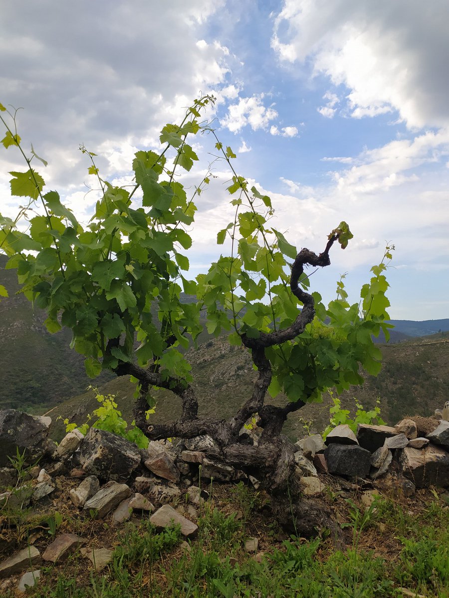 𝕃𝕒𝕦𝕣𝕒 𝕃𝕠𝕣𝕖𝕟𝕫𝕠 tweet media