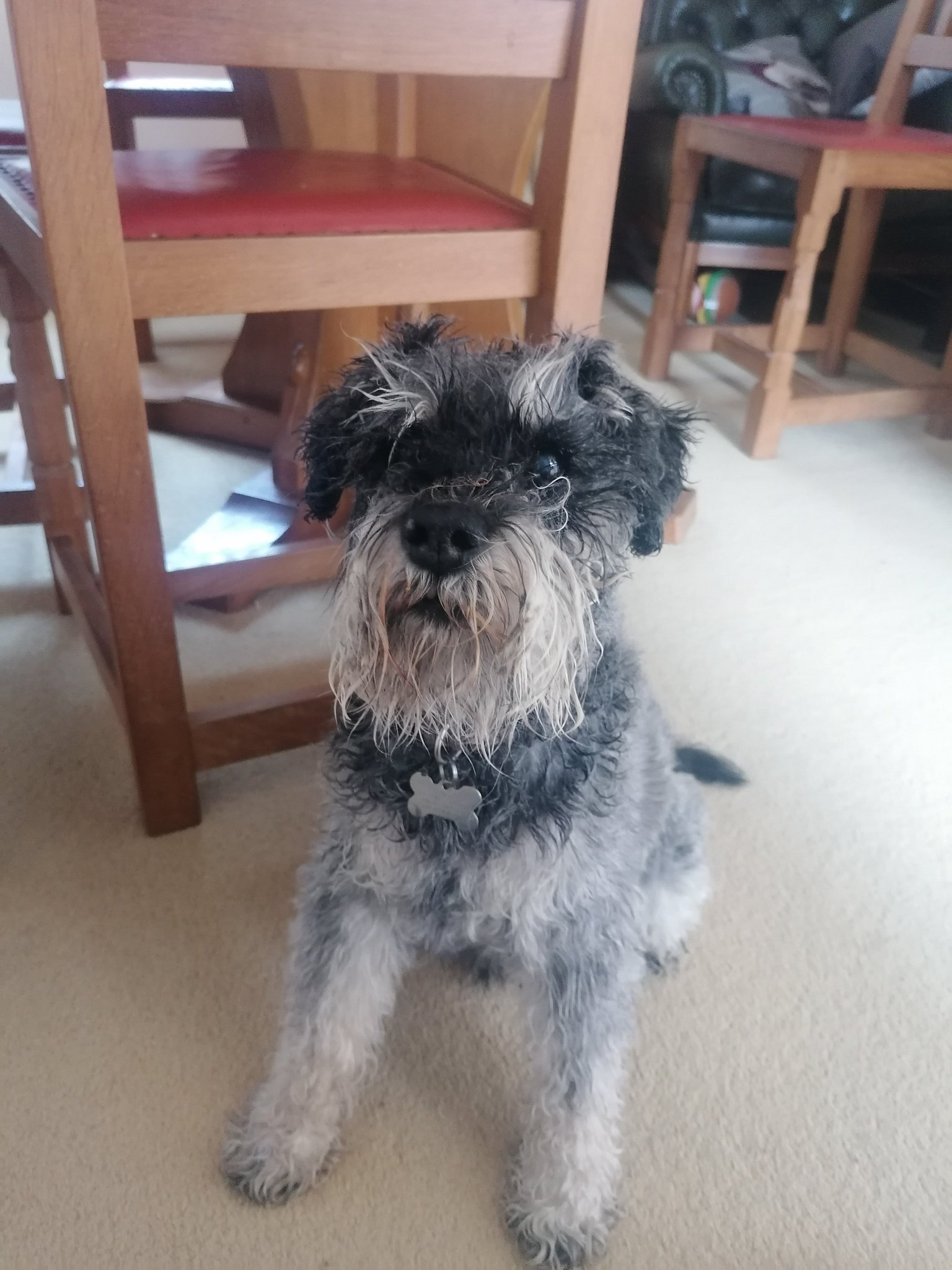 max the schnauzer