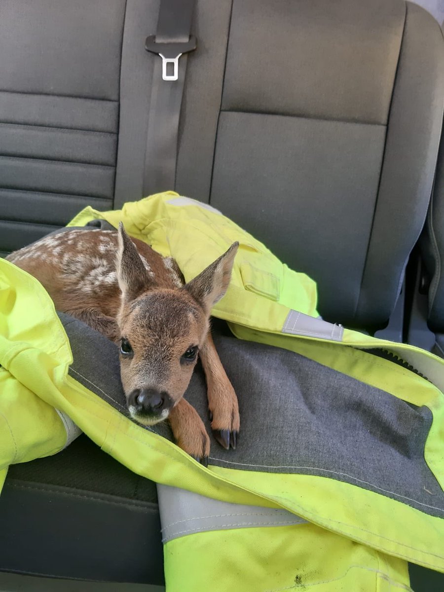 Over 50 firefighters are continuing to deal with the large fire at #Thursley Common. Please continue to avoid the area. This deer was rescued and is well. Taken to @wildfireaid as a precautionary measure.