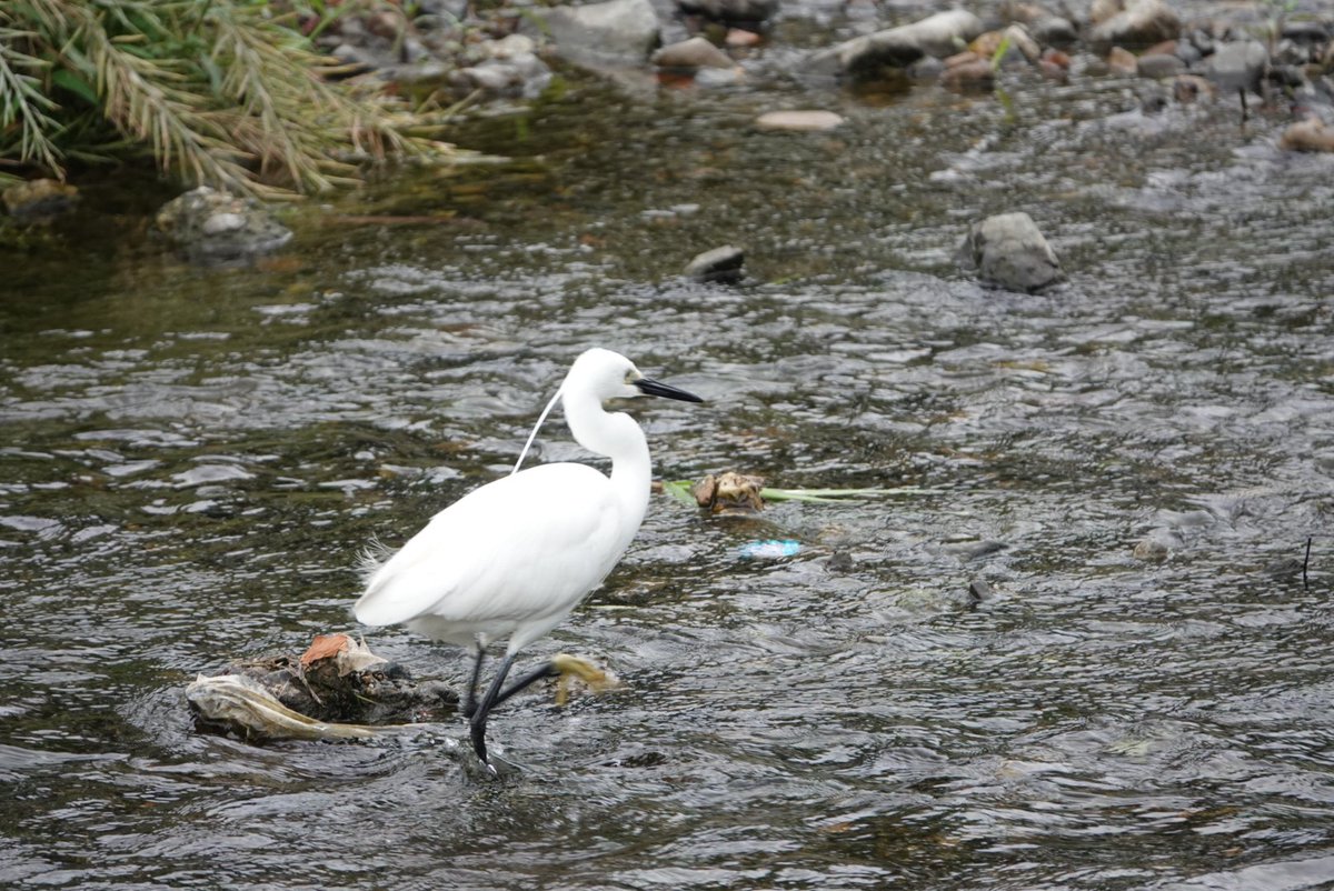 陸羽 على تويتر シラサギはどれも綺麗 セキレイかわいい O O セグロセキレイ サギ 野鳥撮影 カメラ初心者 カメラ練習中