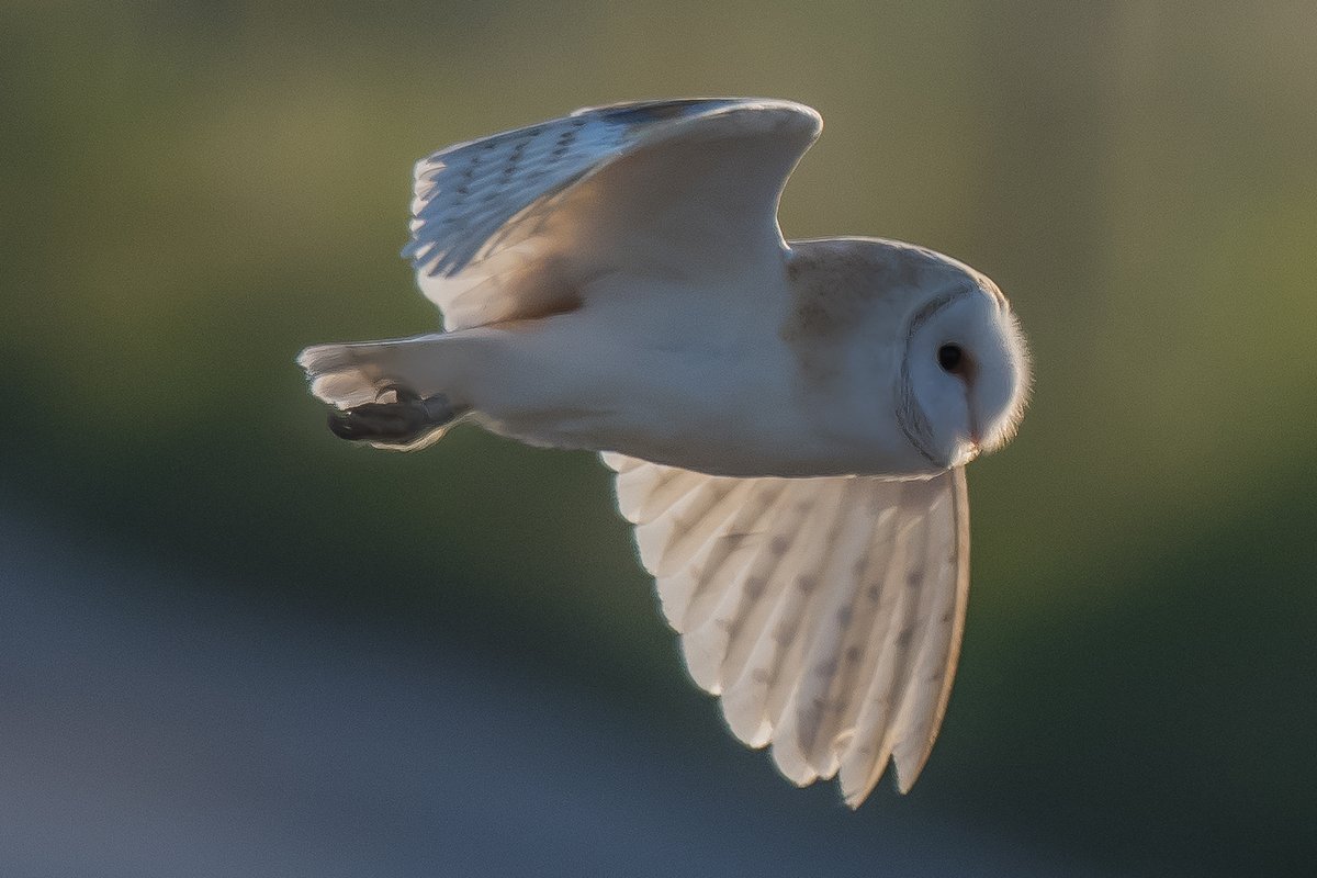 axbret's tweet photo. @clevelandbirds from tees marsh,s yesterday. https://t.co/PwBc5EGT8H