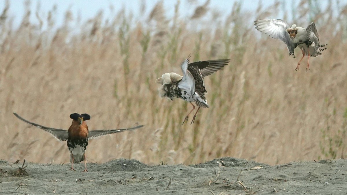 KoivulaKari's tweet photo. #Ruff males continue lekking at @Liminganlahti although most females are already incubating. Late breeders or females laying replacement nests may still pay a visit. #ruffproject #waders #ornithology https://t.co/VJwMnlutyo