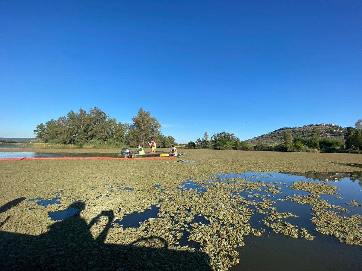 extremaduraverd's tweet photo. EXVER es una de las empresas que actualmente colabora en las pruebas que se están realizando sobre la extracción de la Azolla. Empleando los medios de extracción del camalote, ya se trabaja en la investigación sobre la extracción de esta invasora.

https://t.co/NwMfnvioIy https://t.co/J7Kf2wLb8P
