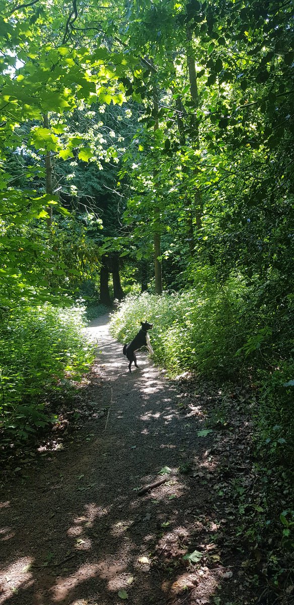 Today's has an action photo with the Border collie