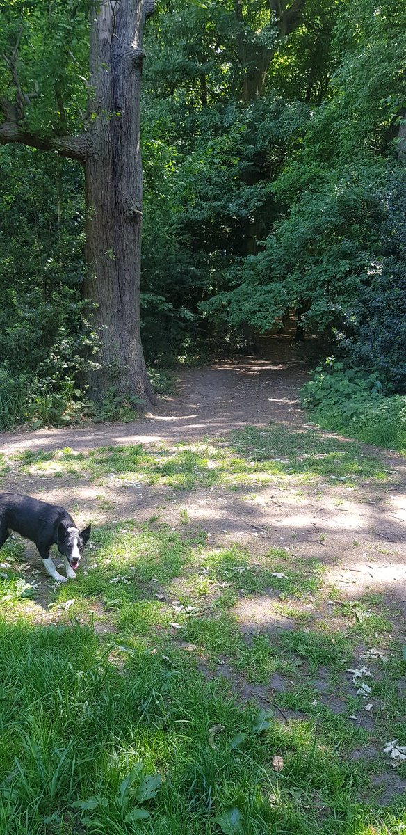 Today's has an action photo with the Border collie