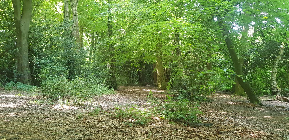 Today's has an action photo with the Border collie