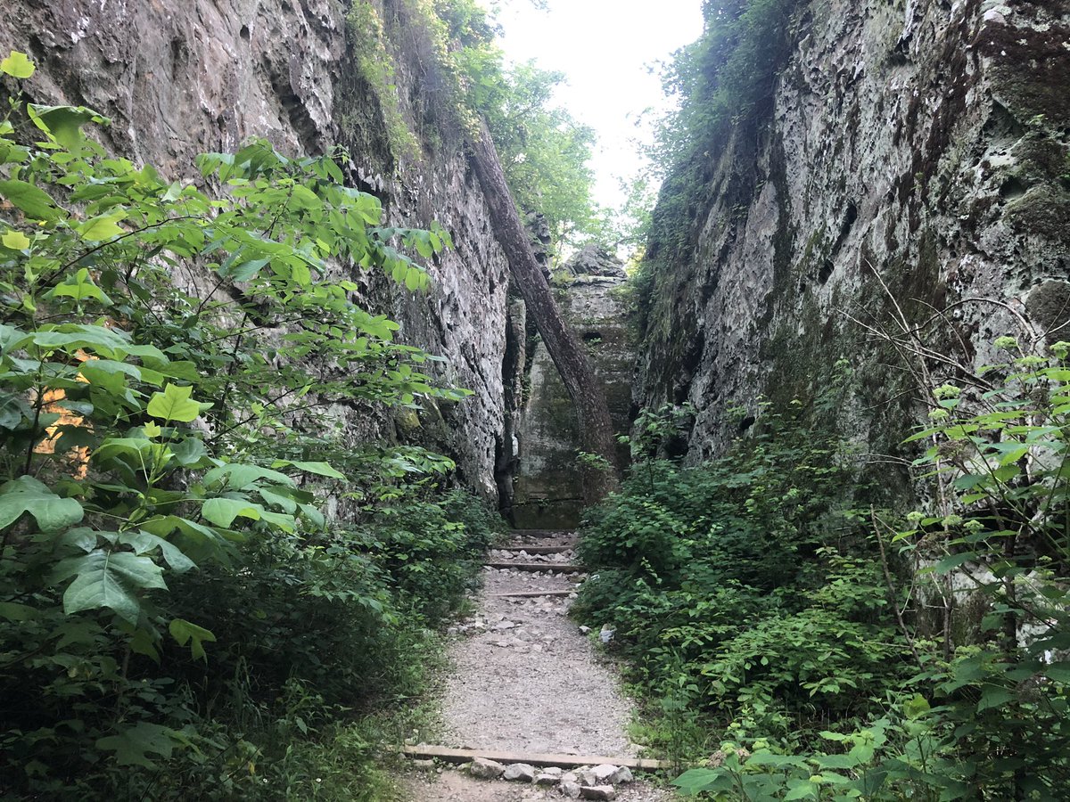 kILtedbreeder's tweet photo. Pretty peaceful in the forests of downstate Illinois, regardless what my timeline says is happening elsewhere. #EscapeToTheForest https://t.co/zrlFGQotAA